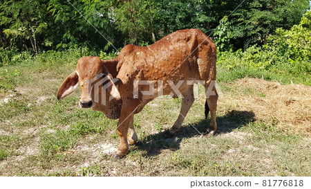 The calf has lumpieskin disease. causing a wound on the skin all over the body standing in the open air The calf has lumpieskin disease. causing a wound on the skin all over the body standing in the open air 81776818