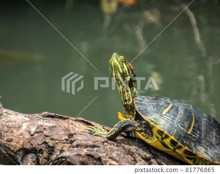 紅耳滑塊，需要注意的異物 81776865