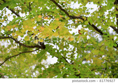 彩色的假髮葉子 彩色的假髮葉子 81776927