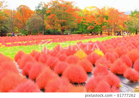 充滿活力的秋葉和地膚叢 充滿活力的秋葉和地膚叢 81777262