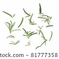 Top view of Rosemary isolated on white background 81777358