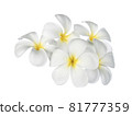 Frangipani flower isolated on white background 81777359