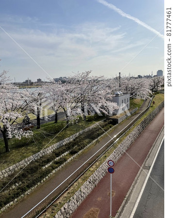 A view of Yasuragi-tei with blue skies and rows of cherry blossom trees 81777461