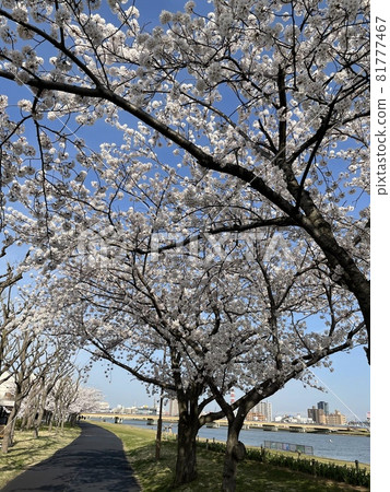 陽光明媚的日子，從櫻花樹上看到昭和大橋 81777467