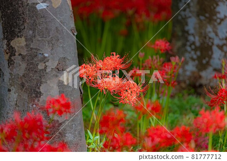 Cluster amaryllis that colorfully dyes the autumn scenery 81777712
