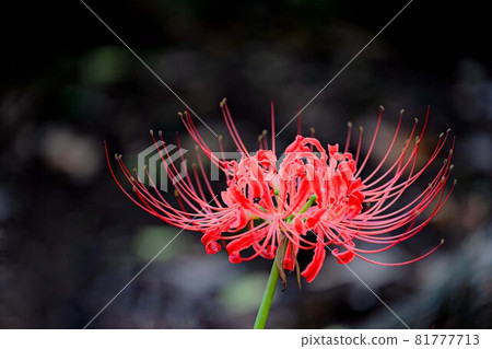 Cluster amaryllis that colorfully dyes the autumn scenery 81777713