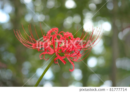 Cluster amaryllis that colorfully dyes the autumn scenery 81777714