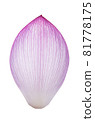 Closeup on lotus petal on white background 81778175