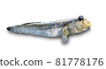 Mudskipper, Amphibious fish on white background 81778176