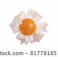 Cape gooseberry (physalis) isolated on white background 81778185