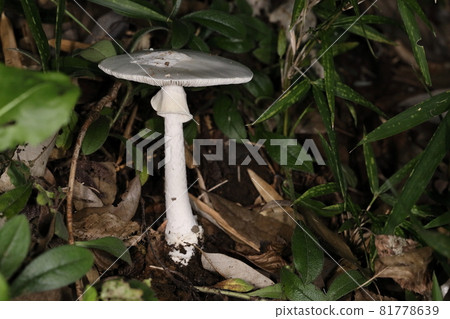 Nature Mushrooms: A beautiful pure white, highly poisonous mushroom. The cap is about 10cm long, with a rim, a pot and a splintered stem. 81778639