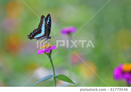 百日草和Aossia 81779546