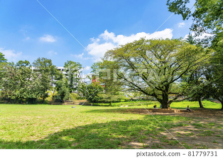 [Tokyo] Tsuruma Park in Machida City, with its beautiful summer greenery 81779731