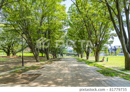 [Tokyo] Tsuruma Park in Machida City, with its beautiful summer greenery 81779735