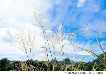 Autumn rural scenery with swaying silver grass 81780001