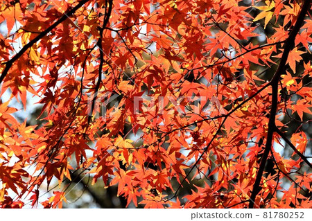 The clear air of the Rokko Mountains creates vibrant autumn foliage The clear air of the Rokko Mountains creates vibrant autumn foliage 81780252