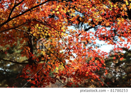 Autumn sunlight filtering through the leaves Autumn sunlight filtering through the leaves 81780253