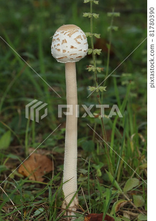 Nature Mushroom: Mantokaranasa mushroom, the cap at the end of a fully extended stem that is not yet open. It looks like the gear lever of an old bus. 81780390