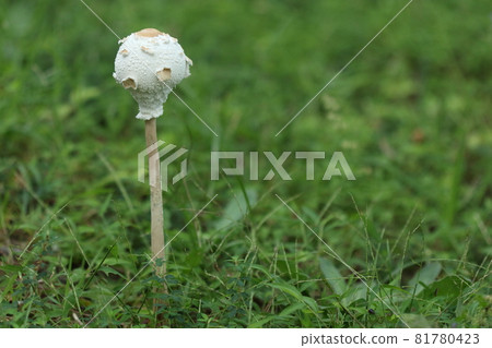 Nature Mushroom: Mantokarakasatake. The stem is about 20 cm long, but the cap is not open. Is it okay if it is a young mushroom? 81780423