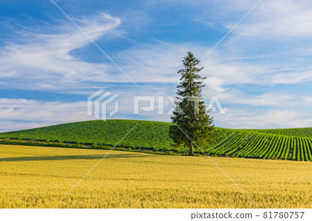 [Biei, Hokkaido] A Christmas tree with beautiful cirrus clouds in August 81780757