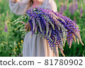 A bouquet of lupines in the hands of a girl. Beautiful female hands hold a bouquet of wild lupine 81780902