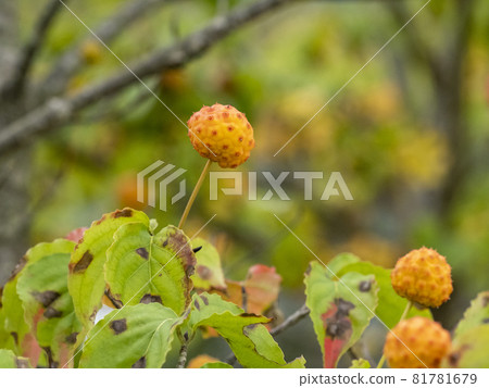 Bamboo fruit Bamboo fruit 81781679