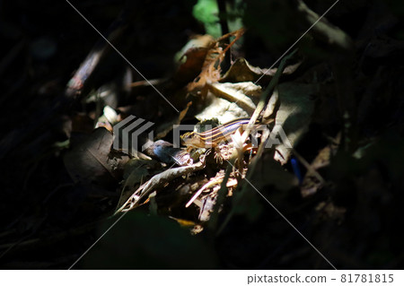 Ishigaki Skink of Kohama Island Ishigaki Skink of Kohama Island 81781815