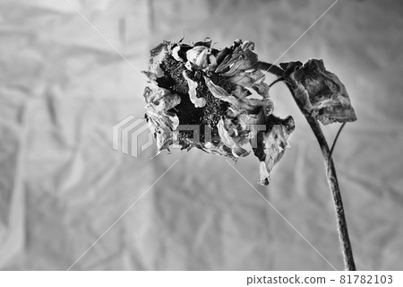 Dried sunflower black and white Dried sunflower black and white 81782103