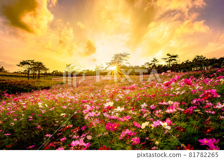 Cosmos field and sunset at Uchiyama Farm 81782265