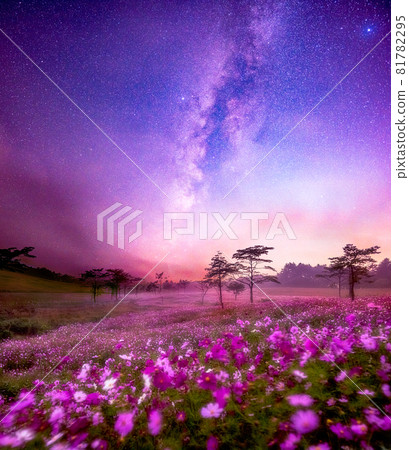 Cosmos field and Milky Way at Uchiyama Farm 81782295