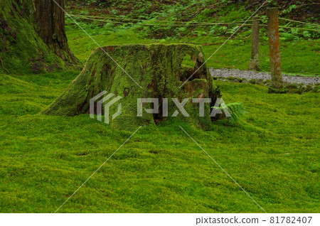 大殿前的白山平泉寺青苔區 81782407