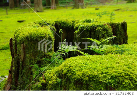 Hakusan Heisenji Temple Moss area in front of the hall of worship 81782408