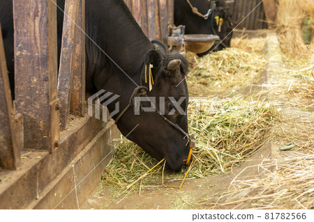 Japanese black beef in the barn 81782566