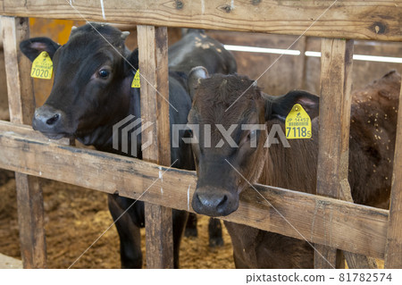 Japanese black beef in the barn Japanese black beef in the barn 81782574