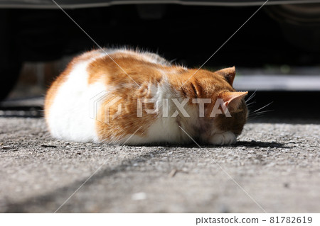 一隻流浪貓背對著太陽曬太陽 81782619