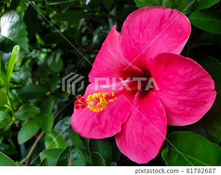 Flower (Chinese hibiscus, China rose) in garden Flower (Chinese hibiscus, China rose) in garden 81782687