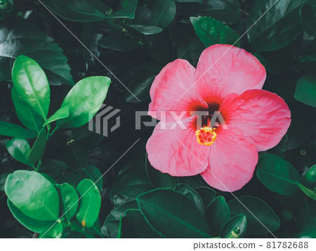 Flower (Chinese hibiscus, China rose) in garden Flower (Chinese hibiscus, China rose) in garden 81782688