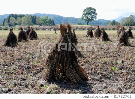 A plateau landscape with Warabocchi A plateau landscape with Warabocchi 81782761