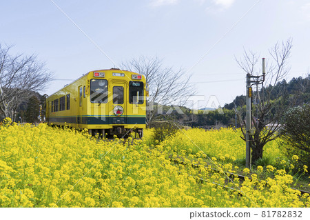 [Chiba Prefecture] Isumi Railway and rapeseed flowers (near Sogen Station) 81782832