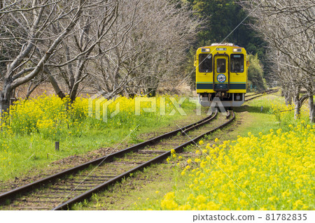 [Chiba Prefecture] Isumi Railway and rapeseed flowers (near Sogen Station) 81782835