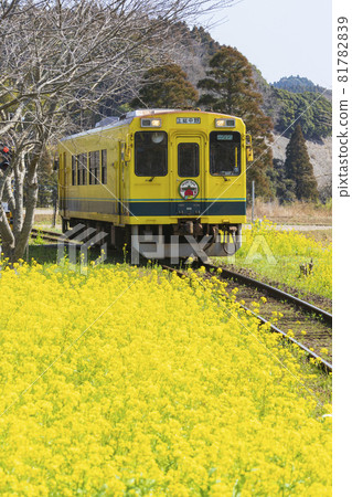 [Chiba Prefecture] Isumi Railway and rapeseed flowers (near Sogen Station) 81782839
