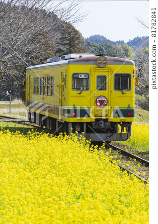 [Chiba Prefecture] Isumi Railway and rapeseed flowers (near Sogen Station) 81782841