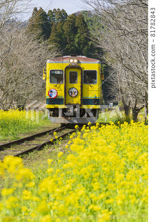 [Chiba Prefecture] Isumi Railway and rapeseed flowers (near Sogen Station) 81782843