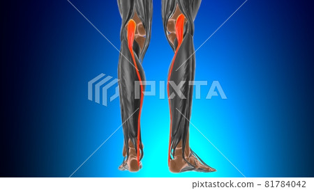 Plantaris Muscle Anatomy For Medical Concept 3D 81784042