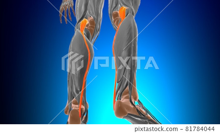 Plantaris Muscle Anatomy For Medical Concept 3D Plantaris Muscle Anatomy For Medical Concept 3D 81784044