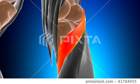 Popliteus Muscle Anatomy For Medical Concept 3D 81784055