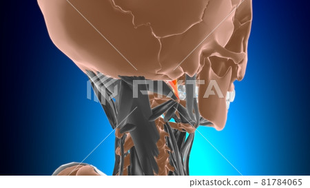 Rectus capitis lateralis Muscle Anatomy For...-插圖素材 [81784065] - PIXTA圖庫
