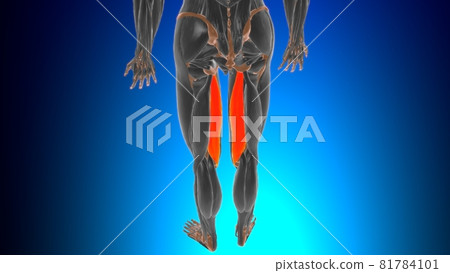 Semimembranosus Muscle Anatomy For Medical Concept 3D 81784101
