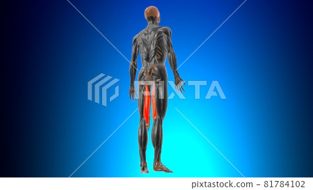 Semimembranosus Muscle Anatomy For Medical Concept 3D 81784102