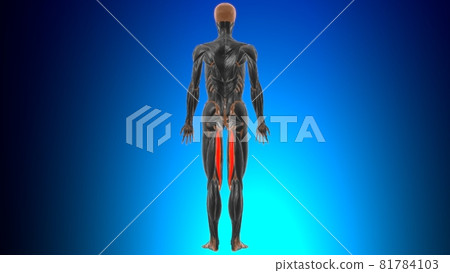 Semitendinosus Muscle Anatomy For Medical Concept 3D 81784103
